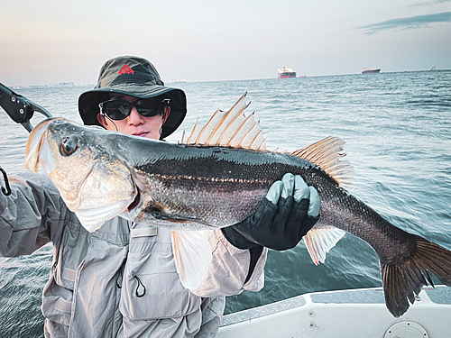 シーバスの釣果