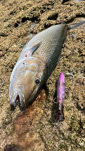 アオチビキの釣果