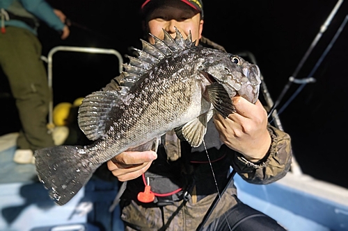 クロソイの釣果