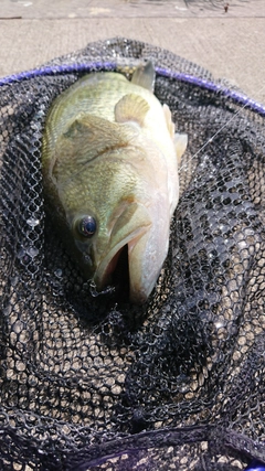 ラージマウスバスの釣果