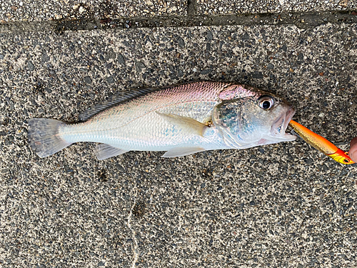 イシモチの釣果