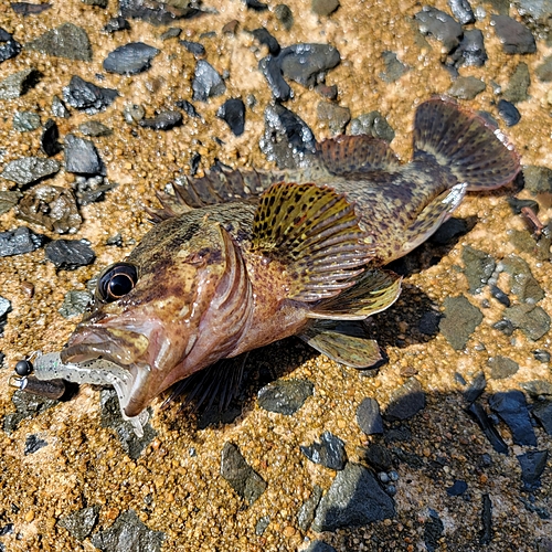 ムラソイの釣果