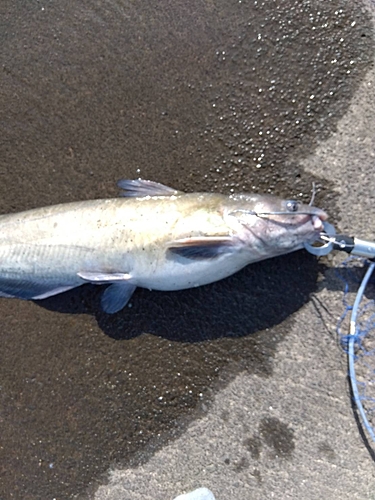 アメリカナマズの釣果