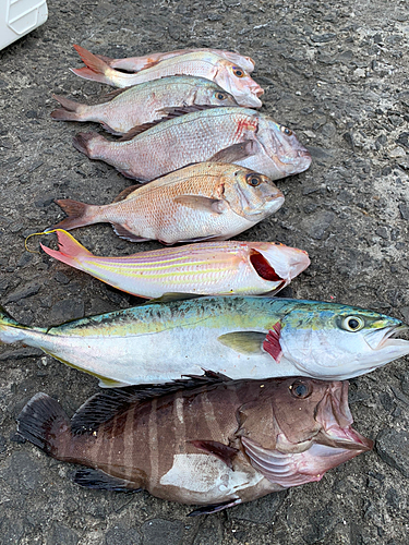 マハタの釣果