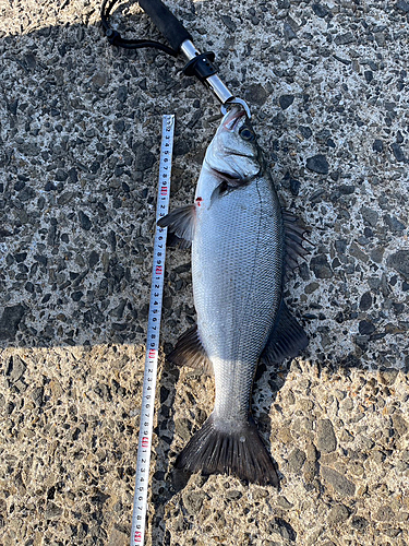 セイゴ（ヒラスズキ）の釣果