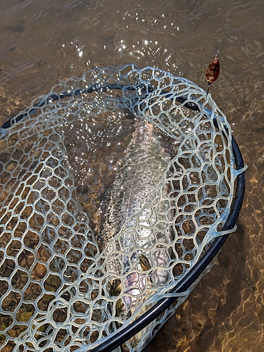 ニジマスの釣果