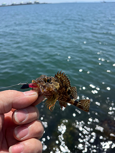 ガシラの釣果