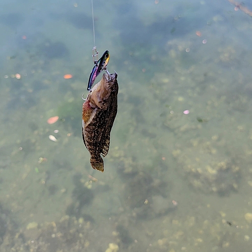 クジメの釣果