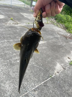 ナマズの釣果