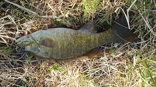 スモールマウスバスの釣果