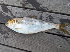 コノシロの釣果