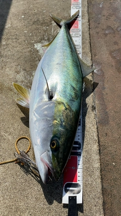 メジロの釣果