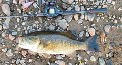 スモールマウスバスの釣果