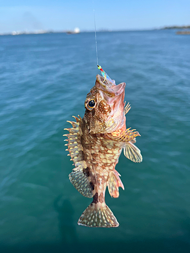 アラカブの釣果