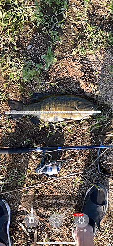 ブラックバスの釣果