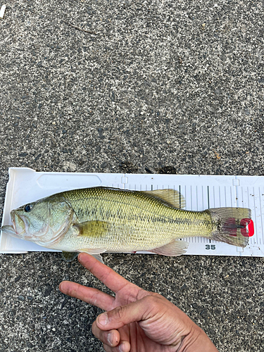 ブラックバスの釣果