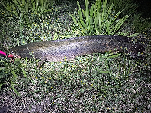 ライギョの釣果