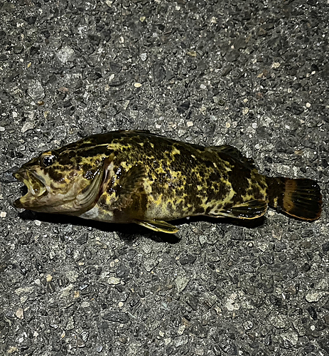 タケノコメバルの釣果