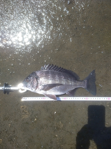 チヌの釣果