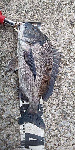 クロダイの釣果