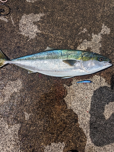 ハマチの釣果