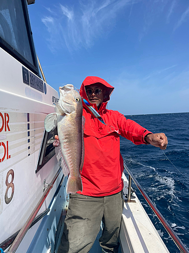 アマダイの釣果