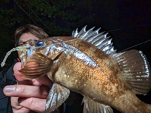 メバルの釣果