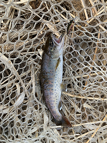 ヤマメの釣果