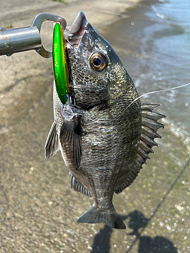 チヌの釣果