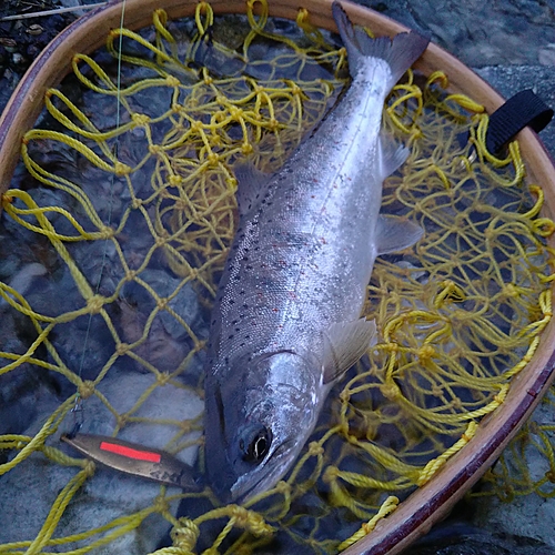 アマゴの釣果