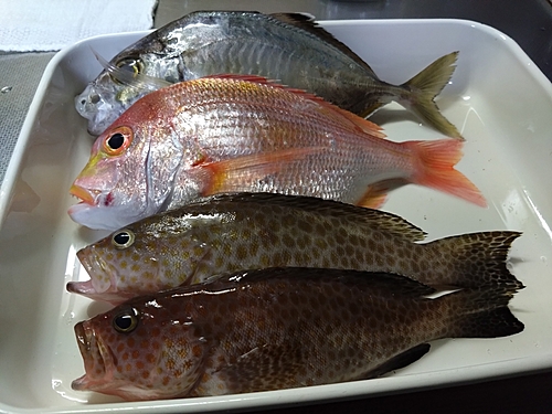 カイワリの釣果