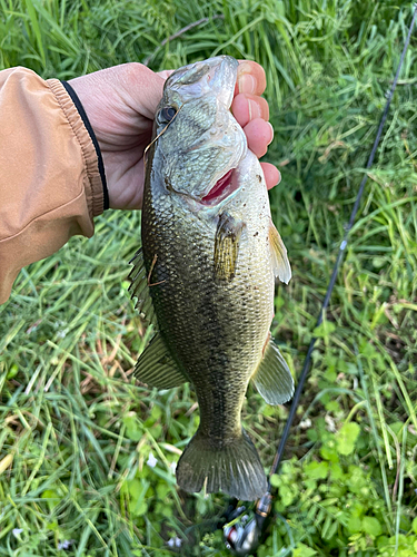 ラージマウスバスの釣果