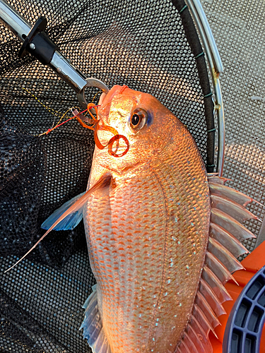 マダイの釣果