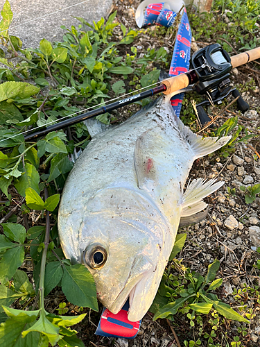 ロウニンアジの釣果