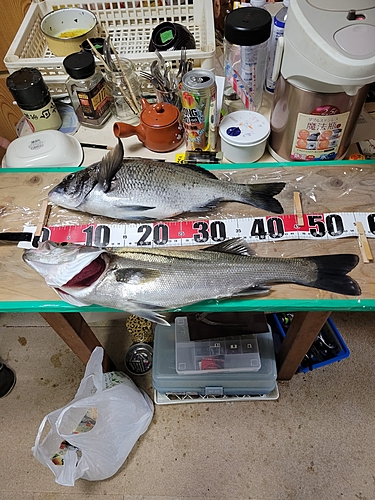 シーバスの釣果