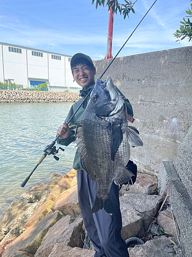 クロダイの釣果