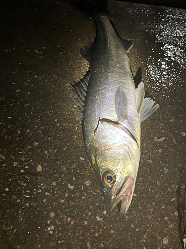 スズキの釣果