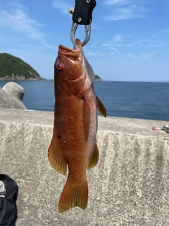 スジアラの釣果