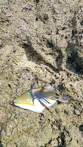 ムラサメモンガラの釣果