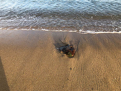 アカエイの釣果