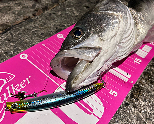 シーバスの釣果