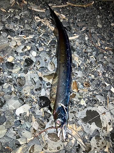 タチウオの釣果