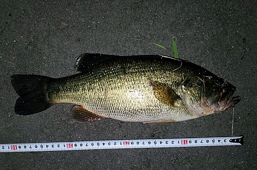 ブラックバスの釣果