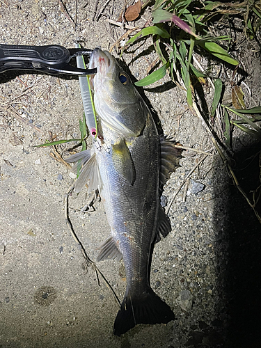 セイゴ（マルスズキ）の釣果