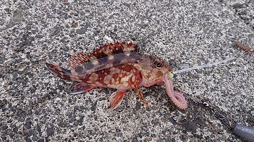 カサゴの釣果