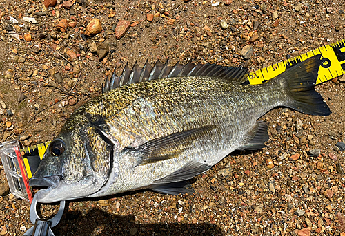 ミナミクロダイの釣果