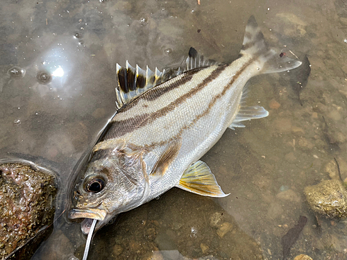 コトヒキの釣果