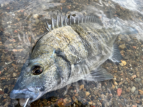 ミナミクロダイの釣果