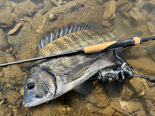 ミナミクロダイの釣果