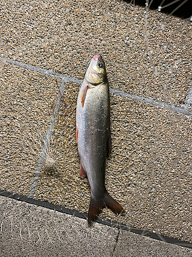 マルタウグイの釣果